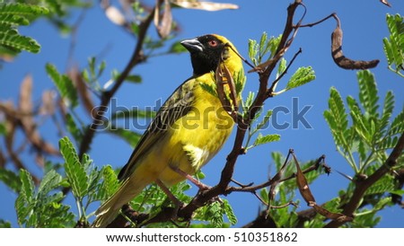 Southern masked weaver (Male).