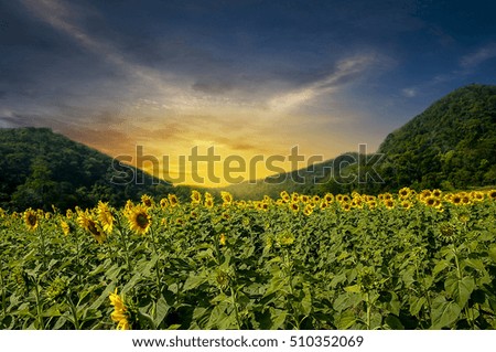 Sunflower sunset light beautifully.