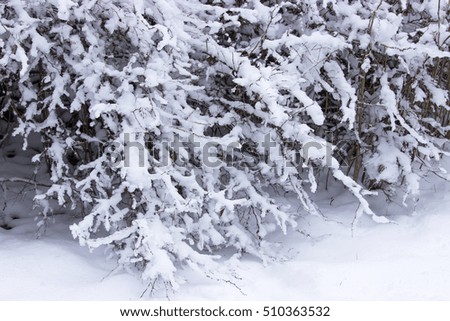 snow stuck in the branches of bushes