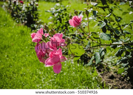 beautiful roses in a Sunny summer garden