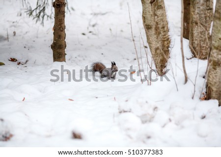 Cute squirrel looking at winter scene, on snow in park or forest.