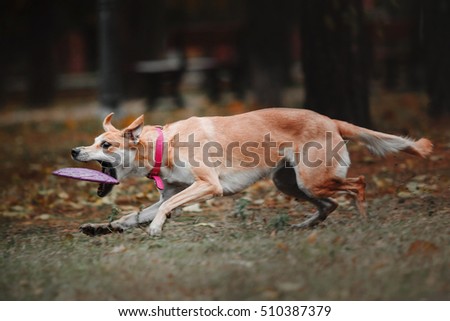 A mixed breed dog on a walk. Dog in the forest.  Cute red dog. Autumn, Fall season.