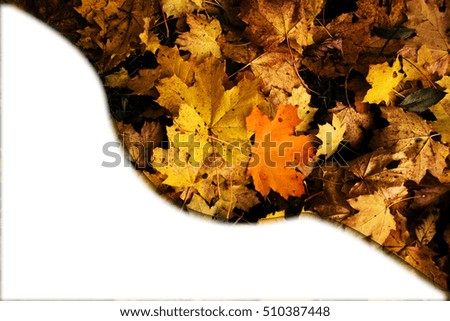 autumn leaves card banner with white empty space photo. Beautiful picture, background, wallpaper 
