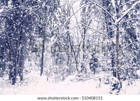 Snowfall in the winter snowy forest. Photo in vintage style