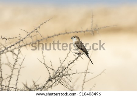Indian Silverbill or White-throated Munia bird on the thorny bush in desert - Bahrain