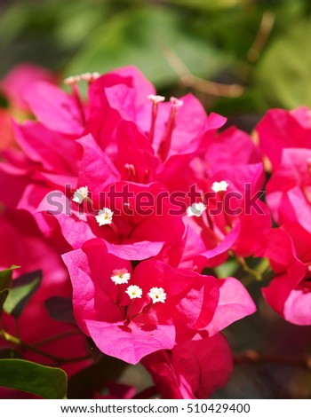 shallow depth of field, blur background of colorful paper flower, bougainvillea in pink, shiny flowers with green leaves and natural bokeh under morning sunlight
