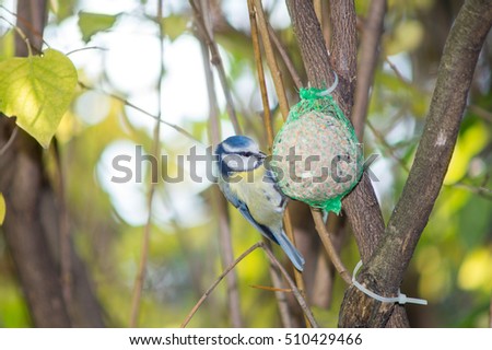 great tit, blue tit eats fat ball at the manger in the branches of trees