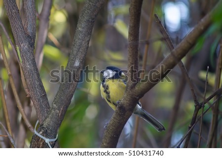 great tit, blue tit resting on branch among the trees