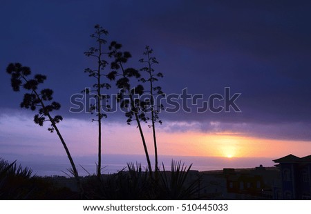 Agave americana plants at sunset in Costa Adeje,Tenerife,Canary Islands,Spain.