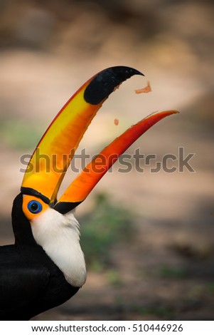 Close-up of toco toucan catching fruit chunks