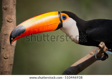 Close-up of toco toucan looking at camera