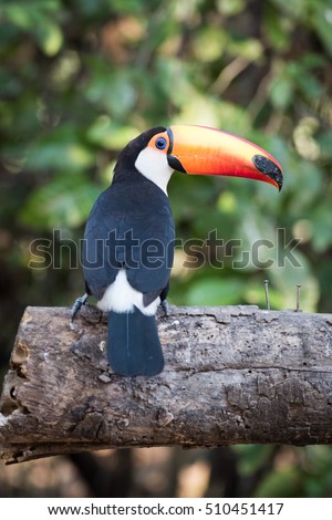 Toco toucan turning head on sawn log