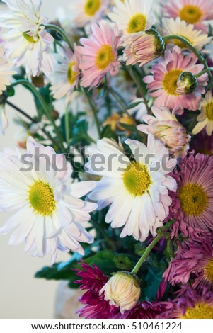 background of multicolored chrysanthemum flowers closeup