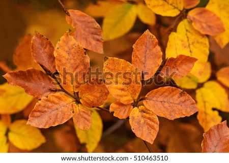 Autumn leaves on a branch in forest.