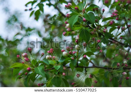 A branch of apple blossoms against a background of wood