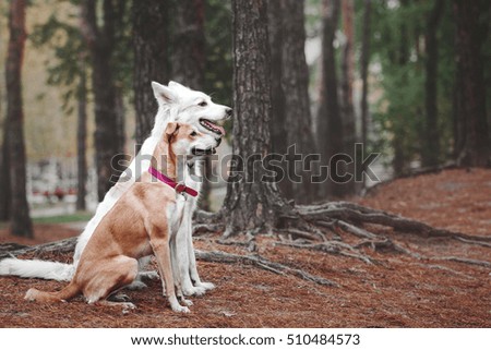 Two mixed breed dog red and white sitting together in the autumn forest
