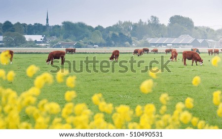 Pasture with cows on a holland green field. Rural landscape of Netherlands with cows. Holland countryside in spring. Green meadow with yellow flowers on a dutch farm.