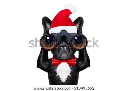 binoculars dog searching, looking and observing with care during xmas or christmas holidays, isolated on white background