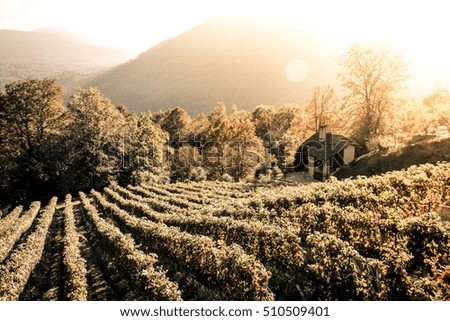 Rows of vine in a vineyard in ticino, switzerland at sunset Royalty-Free Stock Photo #510509401