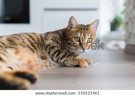Beautiful Bengal cat lying on the floor in a room. Looking surprised or shocked.