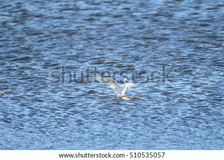White Egret in Tatebayashi Tatara Swamp in Japan.