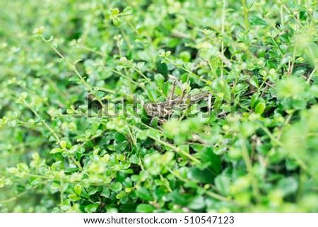Meadow Grasshopper in green nature.