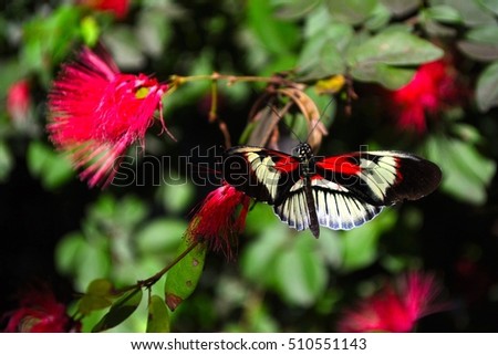 Piano Key Butterfly (Heliconius melpomene) on red flowers.