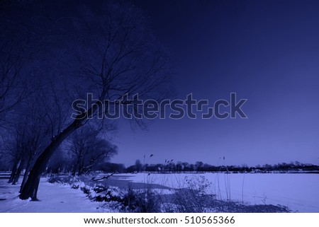 natural scenery, trees in the snow, closeup of photo