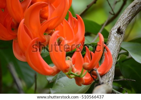 beautiful red orange group flowers, Parichat flower
