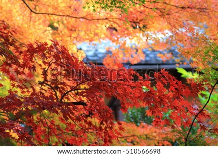 Fall. Autumn at Yasehieizanguchi japan