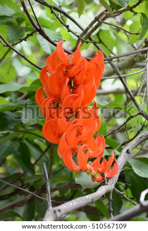 beautiful red orange group flowers, Parichat flower