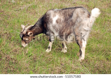 eating goat in early spring