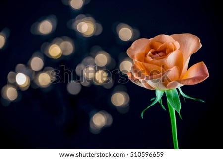 An orange rose against black background with bokeh