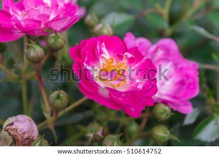 Blooming Pink Amorina roses in a garden in the afternoon