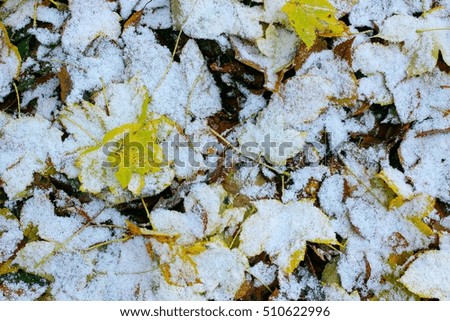 autumn leaves on the first snow