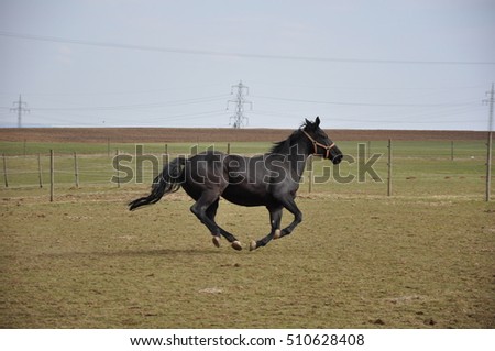a horse galloping in the meadow