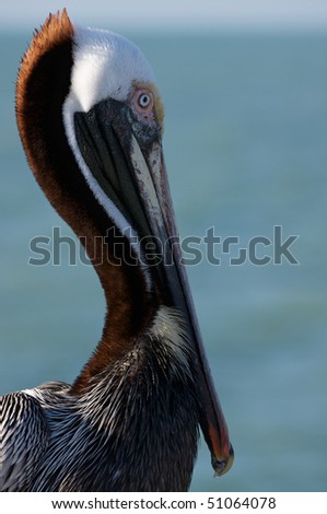 Detail of Pelican in Florida.