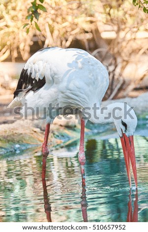 White stork is drinking water in a pond