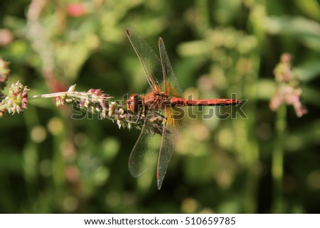 Dragonfly sitting on dry branch.  Summer day in the nature. Insect with clear green background.
