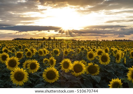 field of sunflowers on sunset