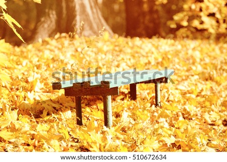 Wooden bench at autumn park