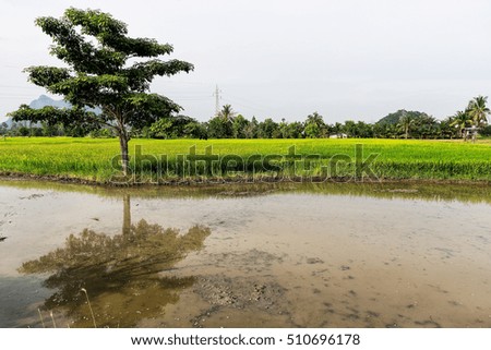 Beautiful rice field as the background.