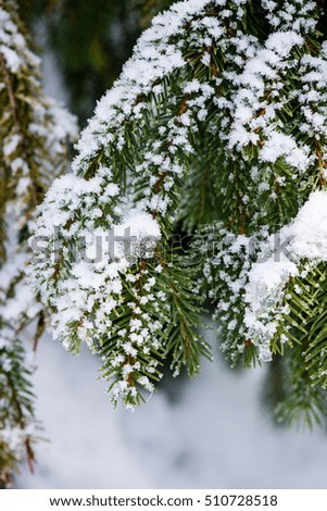 festive christmas spruce tree background on a old day in the snowy winter forest with fog and frost