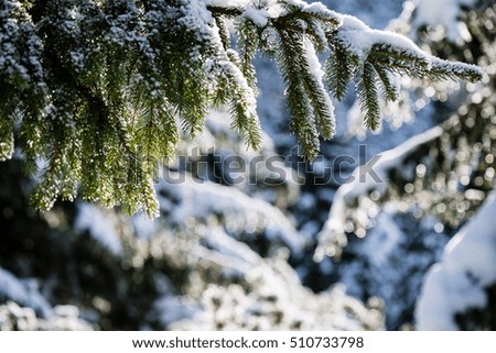 festive christmas spruce tree background on a old day in the snowy winter forest with fog and frost