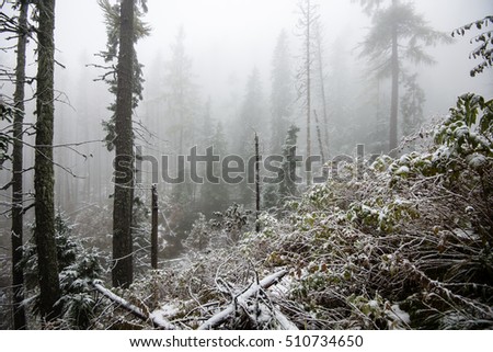 cold day in the snowy winter forest with fog and frost
