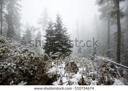 cold day in the snowy winter forest with fog and frost