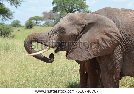 female elephant with  her son in the foreground in  Tarangire National Park in Tanzania Africa 