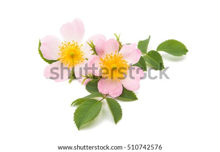 wild rose flower isolated on white background Royalty-Free Stock Photo #510742576