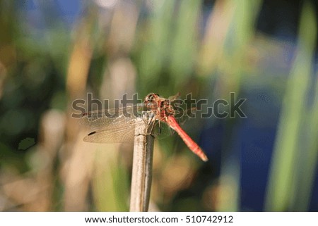 Red Dragonfly on colored summer background.
