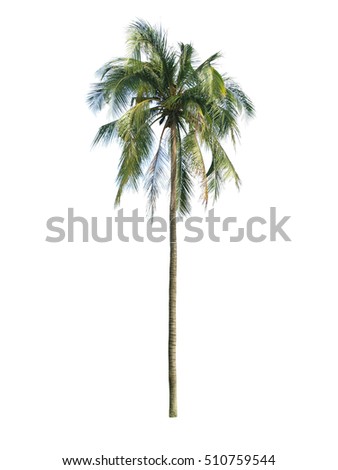 coconut tree isolated on white background with clipping path